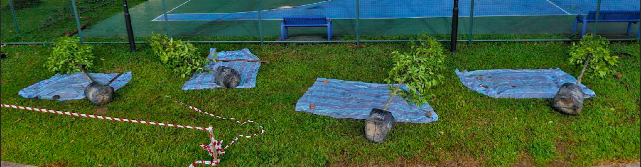 pre-planting record